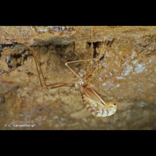 <i>Dolichopoda azami</i> Saulcy, 1893 © C. Vanderbergh