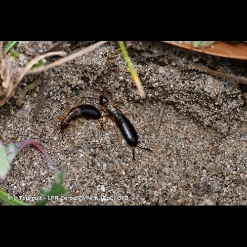 <i>Forficula auricularia</i> Linnaeus, 1758 &copy; J. Touroult - LPR Corse - MNHN, CdC, OFB