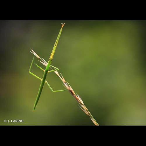<i>Clonopsis gallica</i> (Charpentier, 1825) &copy; J. LAIGNEL