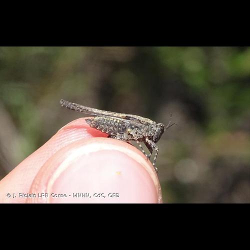 <i>Paratettix meridionalis</i> (Rambur, 1838) © J. Piolain LPR Corse - MNHN, CdC, OFB