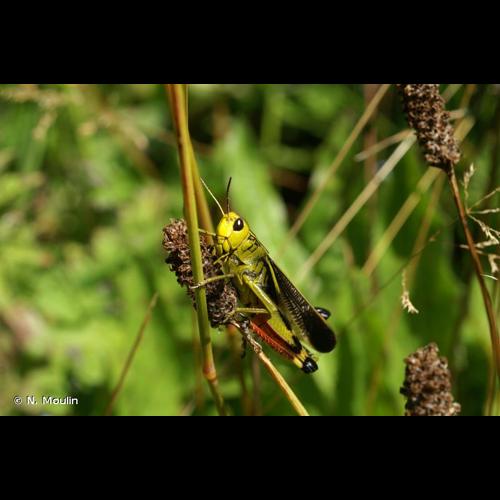 <i>Arcyptera fusca</i> (Pallas, 1773) © N. Moulin