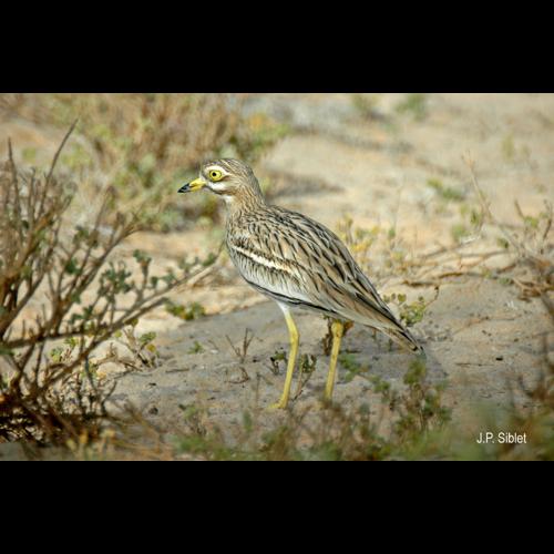 <i>Burhinus oedicnemus</i> (Linnaeus, 1758) &copy; J.P. Siblet