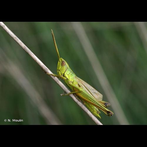 <i>Chrysochraon dispar</i> (Germar, 1834) © N. Moulin