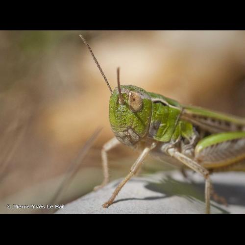 <i>Omocestus viridulus</i> (Linnaeus, 1758) © Pierre-Yves Le Bail