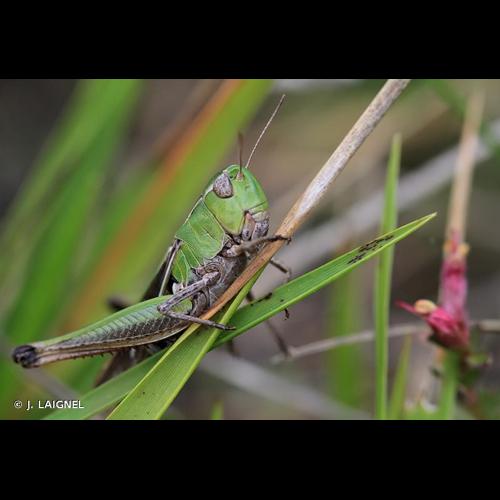 <i>Stenobothrus lineatus</i> (Panzer, 1796) © J. LAIGNEL
