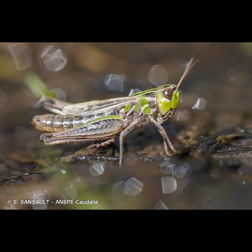 <i>Stenobothrus stigmaticus</i> (Rambur, 1838) © E. SANSAULT - ANEPE Caudalis
