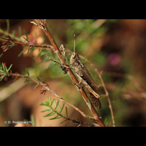 <i>Gomphocerippus rufus</i> (Linnaeus, 1758) © O. Roquinarc'h