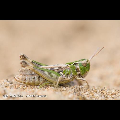 <i>Myrmeleotettix maculatus</i> (Thunberg, 1815) &copy; E. SANSAULT - ANEPE Caudalis