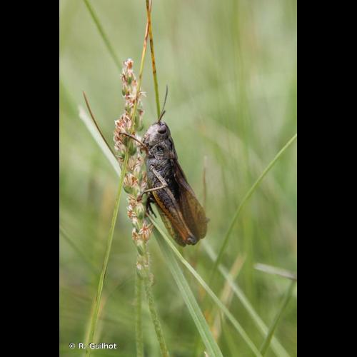 <i>Stauroderus scalaris</i> (Fischer von Waldheim, 1846) © R. Guilhot