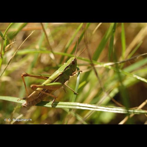 <i>Chorthippus dorsatus</i> (Zetterstedt, 1821) © O. Roquinarc'h