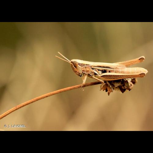 <i>Euchorthippus declivus</i> (Brisout de Barneville, 1848) © J. LAIGNEL