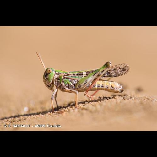 <i>Oedaleus decorus</i> (Germar, 1825) © E. SANSAULT - ANEPE Caudalis