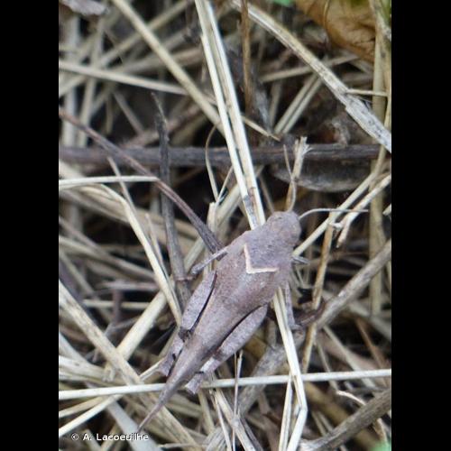 <i>Oedipoda caerulescens</i> (Linnaeus, 1758) © A. Lacoeuilhe