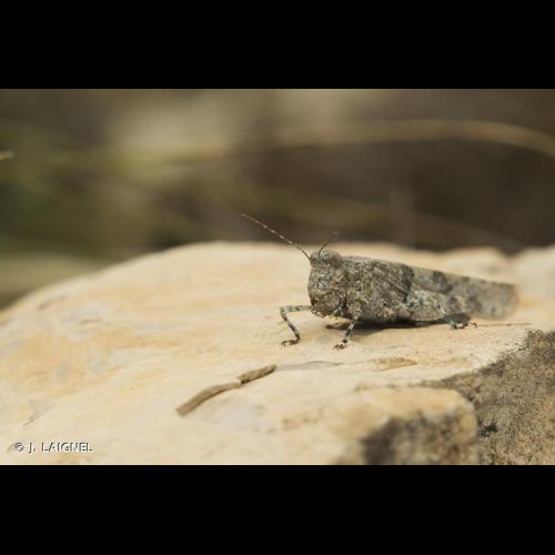 <i>Sphingonotus caerulans</i> (Linnaeus, 1767) © J. LAIGNEL