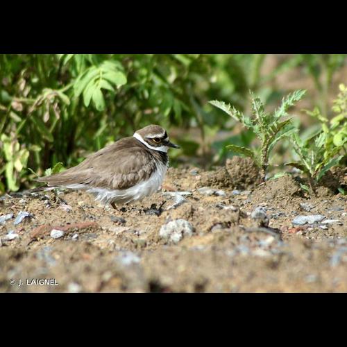 <i>Charadrius dubius</i> Scopoli, 1786 © J. LAIGNEL