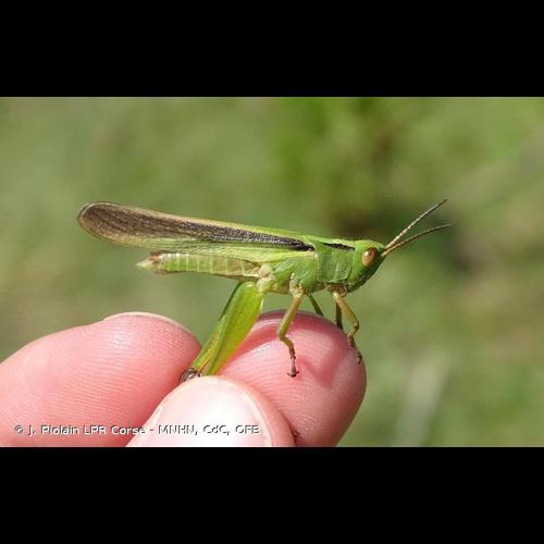 <i>Paracinema tricolor bisignata</i> (Charpentier, 1825) © J. Piolain LPR Corse - MNHN, CdC, OFB