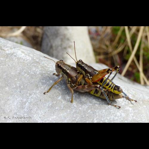 <i>Podisma pedestris</i> (Linnaeus, 1758) © O. Roquinarc'h