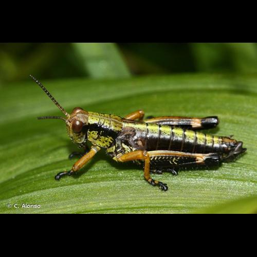 <i>Miramella alpina</i> (Kollar, 1833) © C. Alonso