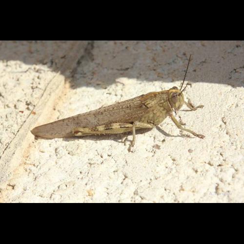 <i>Anacridium aegyptium</i> (Linnaeus, 1764) © A. Horellou