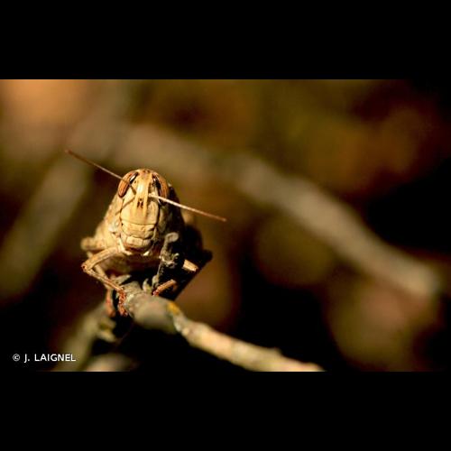 <i>Calliptamus italicus</i> (Linnaeus, 1758) © J. LAIGNEL