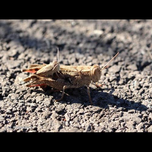 <i>Calliptamus barbarus</i> (O.G. Costa, 1836) © O. Roquinarc'h