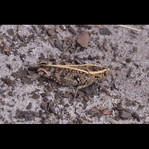 <i>Calliptamus barbarus barbarus</i> (O.G. Costa, 1836) © J. Touroult