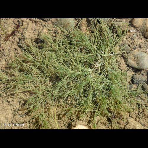 <i>Chara vulgaris</i> L., 1753 © H. TINGUY