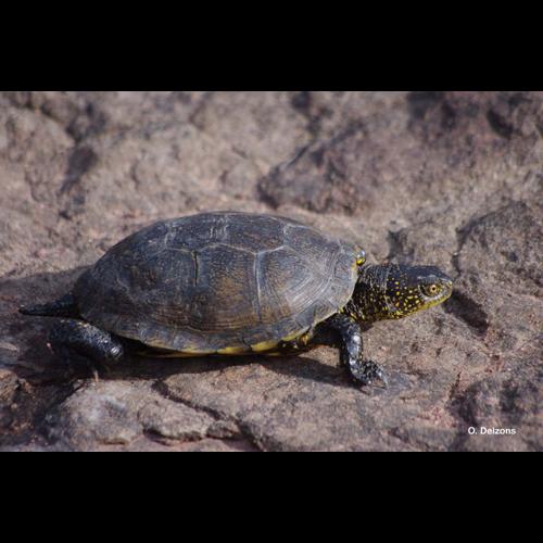 <i>Emys orbicularis</i> (Linnaeus, 1758) © O. Delzons
