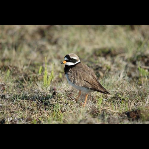<i>Charadrius hiaticula</i> Linnaeus, 1758 © J.P. Siblet