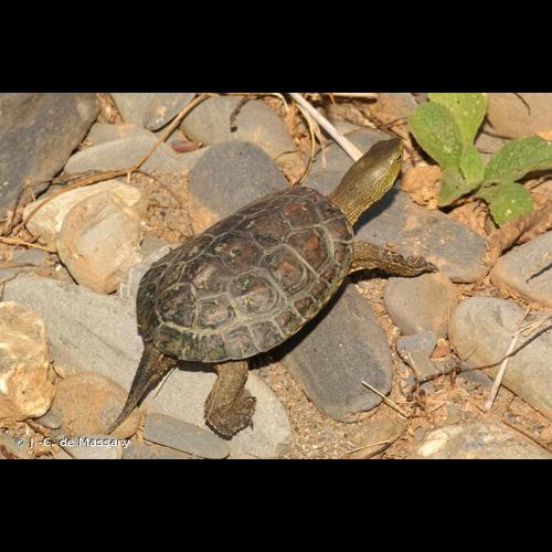 <i>Mauremys leprosa</i> (Schweigger, 1812) &copy; J.-C. de Massary