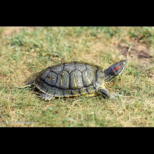 <i>Trachemys scripta elegans</i> (Wied, 1839) &copy; J.-C. de Massary