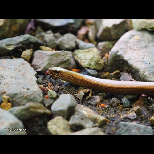<i>Anguis fragilis</i> Linnaeus, 1758 © L. Léonard