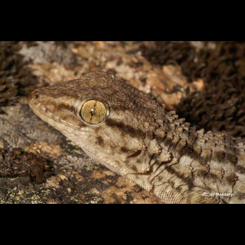 <i>Tarentola mauritanica</i> (Linnaeus, 1758) © J.-C. de Massary