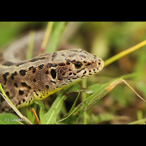 <i>Lacerta agilis</i> Linnaeus, 1758 © J. LAIGNEL
