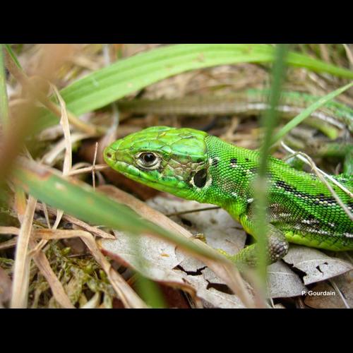 <i>Lacerta bilineata</i> Daudin, 1802 © P. Gourdain