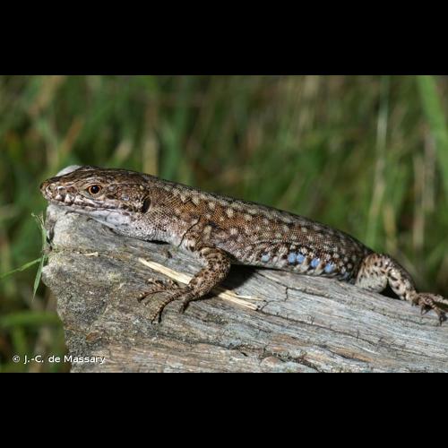 <i>Podarcis muralis</i> (Laurenti, 1768) © J.-C. de Massary