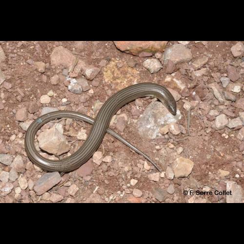 <i>Chalcides striatus</i> (Cuvier, 1829) © F. Serre Collet