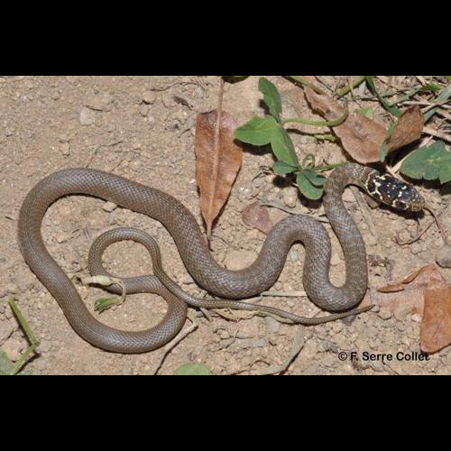 <i>Hierophis viridiflavus</i> (Lacepède, 1789) © F. Serre Collet