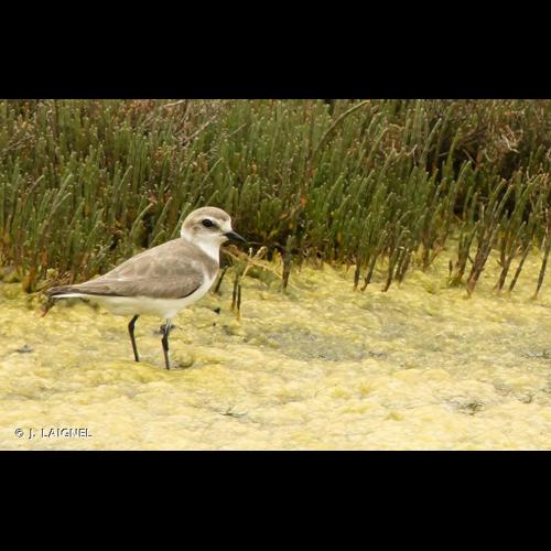 <i>Charadrius alexandrinus</i> Linnaeus, 1758 © J. LAIGNEL