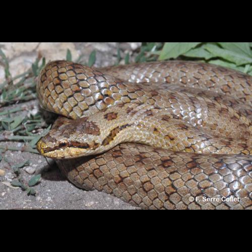 <i>Coronella austriaca</i> Laurenti, 1768 © F. Serre Collet