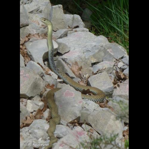 <i>Malpolon monspessulanus</i> (Hermann, 1804) © P. Rouveyrol