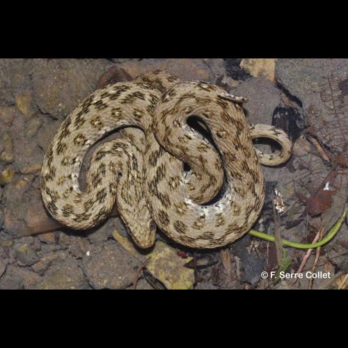 <i>Natrix maura</i> (Linnaeus, 1758) © F. Serre Collet