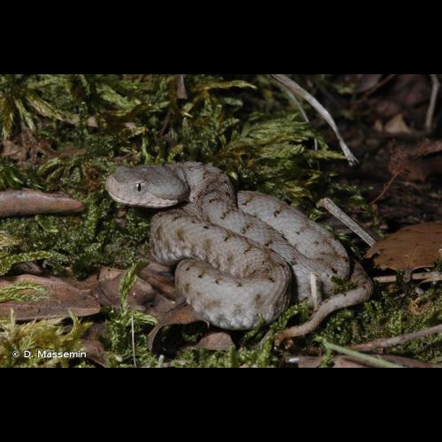 <i>Vipera aspis</i> (Linnaeus, 1758) © D. Massemin