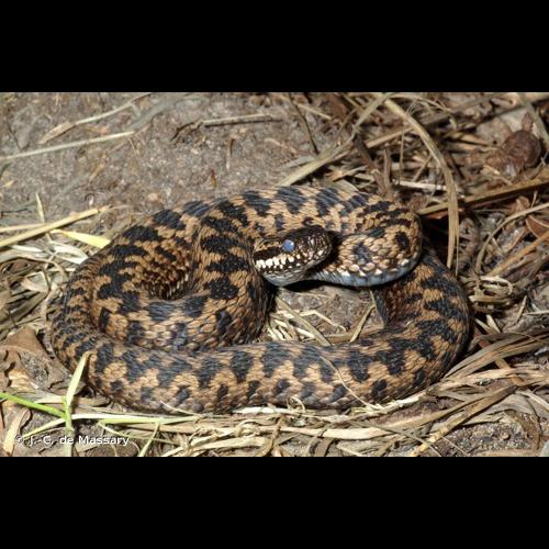 <i>Vipera berus</i> (Linnaeus, 1758) © J.-C. de Massary
