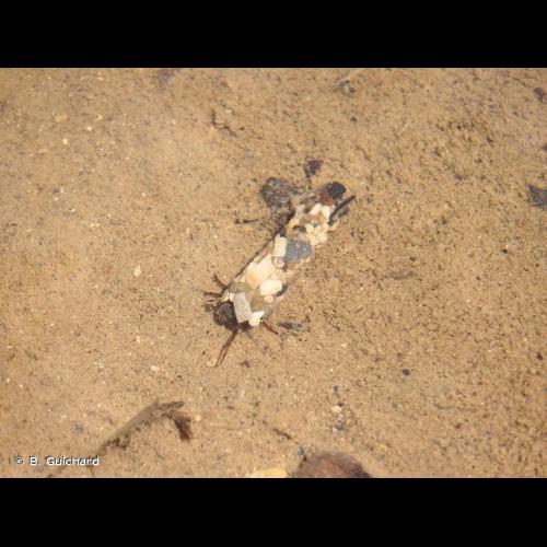 <i>Phryganea grandis</i> Linnaeus, 1758 © B. Guichard