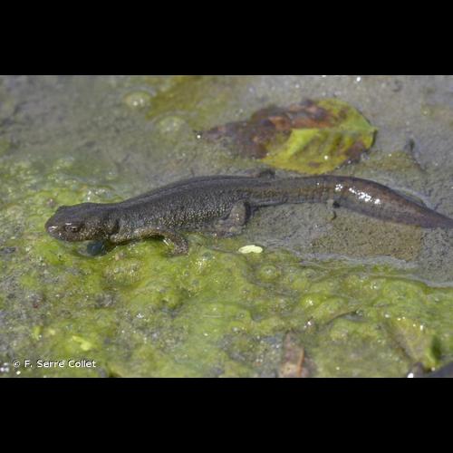 <i>Triturus carnifex</i> (Laurenti, 1768) © F. Serre Collet