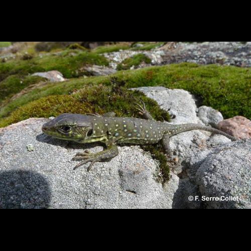 <i>Timon lepidus</i> (Daudin, 1802) © F. Serre Collet