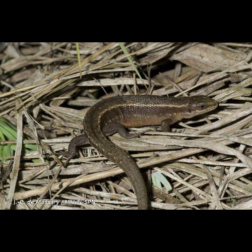 <i>Zootoca vivipara</i> (Lichtenstein, 1823) © J.-C. de Massary / MNHN-SPN