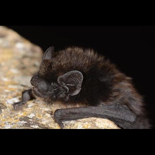 <i>Eptesicus nilssonii</i> (Keyserling & Blasius, 1839) © L. Arthur