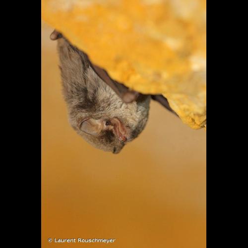 <i>Miniopterus schreibersii</i> (Natterer <i>in</i> Kuhl, 1817) © Laurent Rouschmeyer